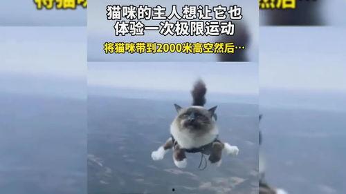 小猫有趣爆料视频大全下载,小猫趣味爆料视频大盘点